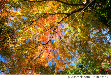 A lightning maple 61079337