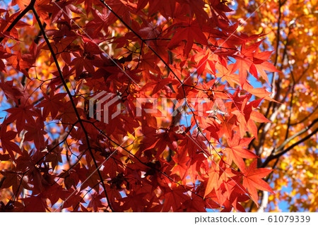 A shining maple 61079339