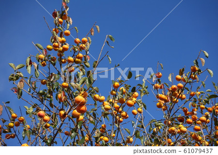  柿子牡蠣 61079437