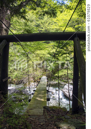 Evening forest park 61079829