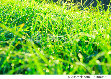 草與水滴 61080350