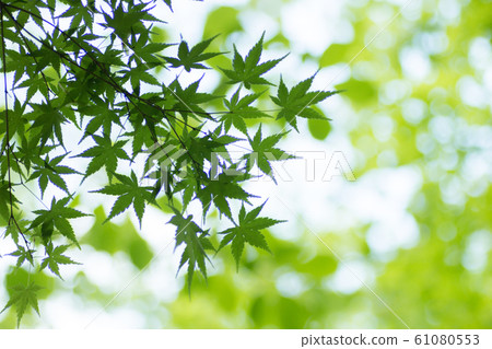 新鮮的綠楓 新鮮的綠楓 61080553