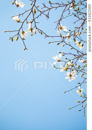 Kobushi blooming in the blue sky Kobushi blooming in the blue sky 61082000