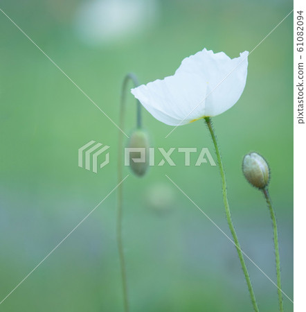 罌粟在風中飄揚 61082094