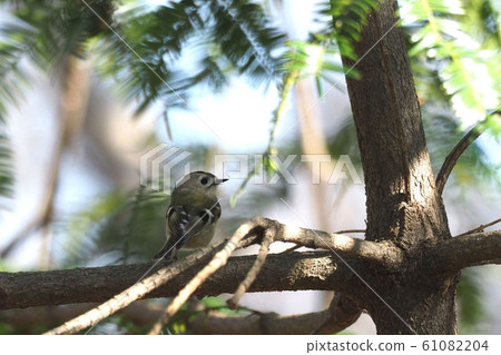 Aikita Daki 61082204