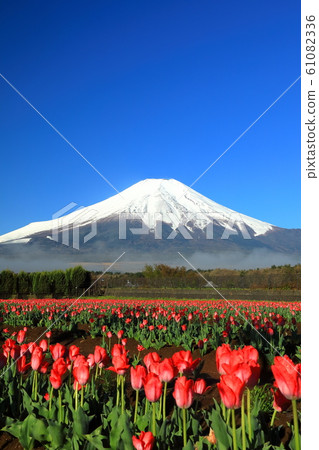 富士山，春天，花卉公園，鬱金香，山中湖 61082336