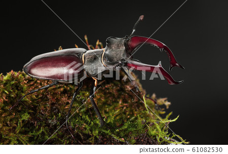 Giant Stage Beetle on mossy hummock Giant Stage Beetle on mossy hummock 61082530