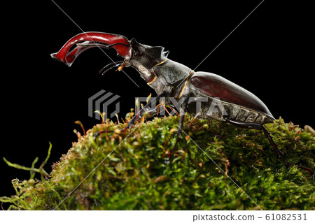 Stage Beetle on moss side view 61082531