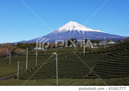 Winter tea fields and Fuji Winter tea fields and Fuji 61082777