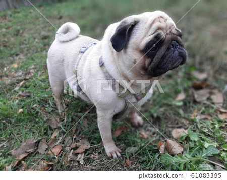 Autumn walk with a dog. Autumn walk with a dog. 61083395