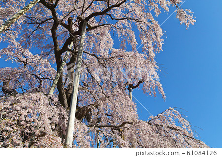 福島/三春ha櫻(三春T櫻/三春T櫻) 福島/三春ha櫻(三春T櫻/三春T櫻) 61084126