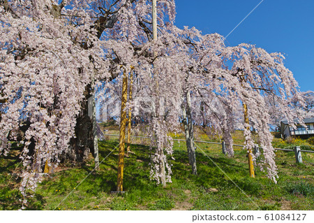 福島/三春ha櫻(三春T櫻/三春T櫻) 福島/三春ha櫻(三春T櫻/三春T櫻) 61084127