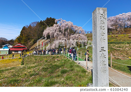 Fukushima / Miharu Takizakura (Miharu Takizakura / Miharu Takizakura) 61084240