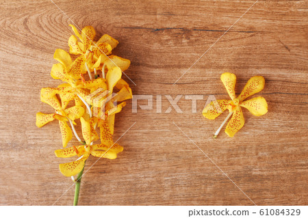 yellow orchids yellow orchids 61084329