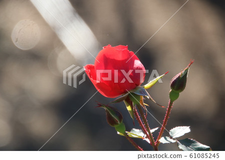 Red rose that emits light Variety: Saraband Red rose that emits light Variety: Saraband 61085245