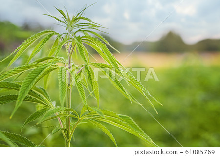 Marijuana Field in country. Marijuana leaves 61085769