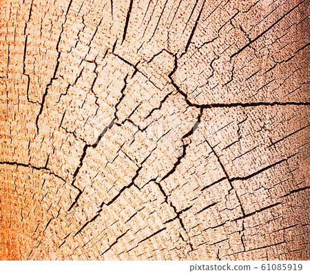 Tree trunk cross section, clipping path included 61085919