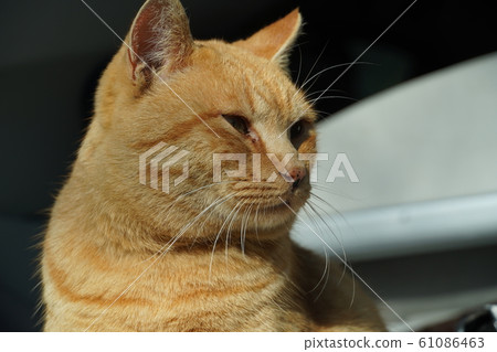 Cats, stray cats, tea tigers, char-bos, campsites, signboards, stray cats, New Year holidays, fine weather, shiny, nap Cats, stray cats, tea tigers, char-bos, campsites, signboards, stray cats, New Year holidays, fine weather, shiny, nap 61086463