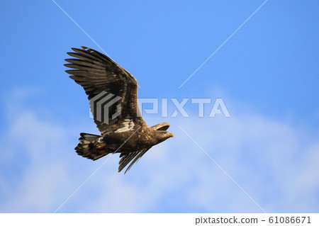 White-tailed eagle White-tailed eagle 61086671