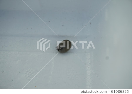 ick，tick，肥胖，飽腹，飽腹 61086835