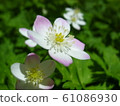 Nirinsou 61086930