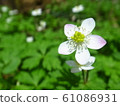 Nirinsou 61086931