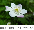 Nirinsou 61086932