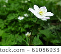 Nirinsou 61086933