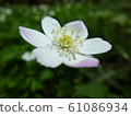 Nirinsou 61086934