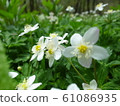 Nirinsou 61086935