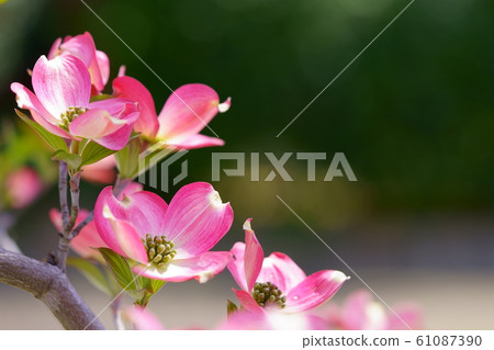 山茱wood在春天 61087390