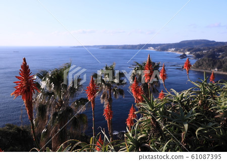 Aloe blooming on a cliff Aloe blooming on a cliff 61087395