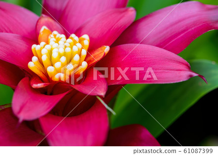 Close up Aechmea Fasciata flower 61087399