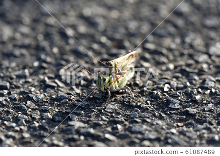 Ombre grasshopper on asphalt 61087489