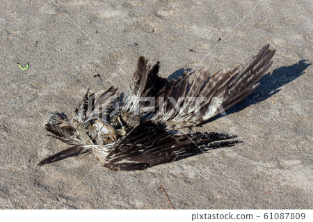 Carcass of a bird. Carcass of a bird. 61087809