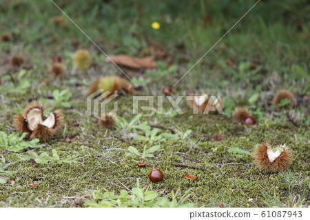 板栗採摘 61087943