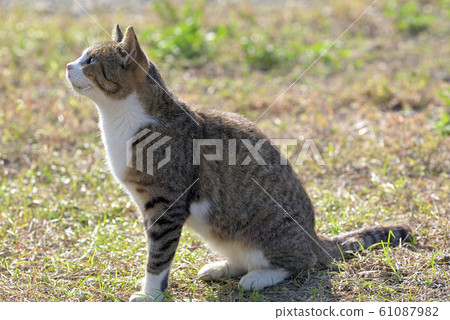 真鍋島流浪貓（野雞白） 61087982