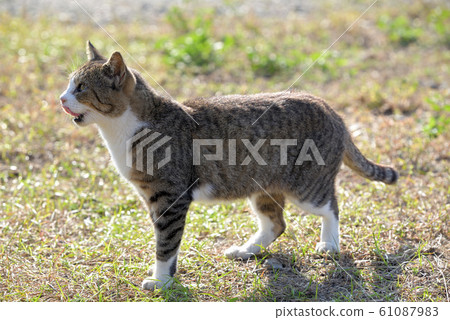 Manabe Island stray cat (pheasant white) 61087983