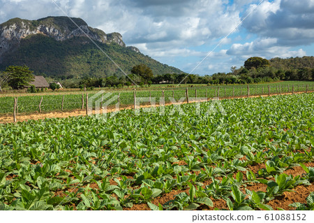 Vinales Valley. Typical view of Valle de Vinales Vinales Valley. Typical view of Valle de Vinales 61088152