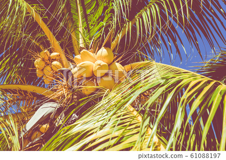 Trinidad, Cuba. Coconut on an exotic beach with palm tree Trinidad, Cuba. Coconut on an exotic beach with palm tree 61088197
