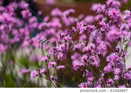 Pink Lichnis flower (Jenny) Pink Lichnis flower (Jenny) 61088667