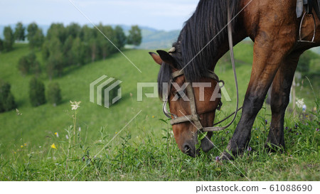 Beautiful horses in a wild nature grazing on the top of a mountain Beautiful horses in a wild nature grazing on the top of a mountain 61088690