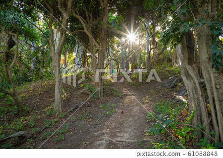 Bijilo National Park. Jungle in Gambia West Africa. 61088848