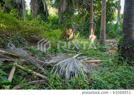 Bijilo National Park. Jungle in Gambia West Africa. 61088851