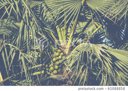 Bijilo National Park. Jungle in Gambia West Africa. Bijilo National Park. Jungle in Gambia West Africa. 61088858