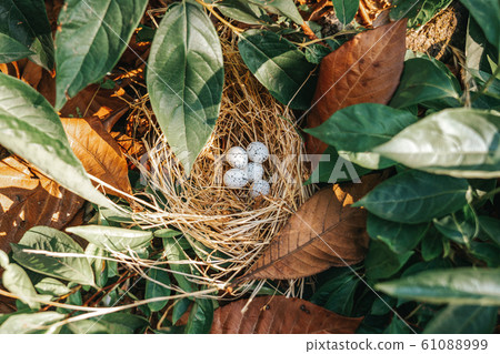 Bird nest with eggs in the beautiful nature Bird nest with eggs in the beautiful nature 61088999