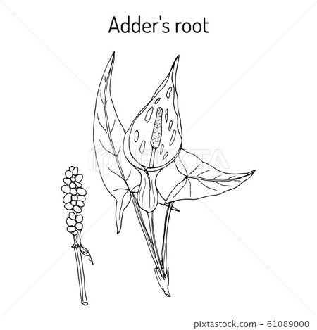 Adder s root Arum maculatum , medicinal plant Adder s root Arum maculatum , medicinal plant 61089000