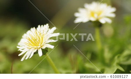 阿拉伯蒲公英花 阿拉伯蒲公英花 61089127