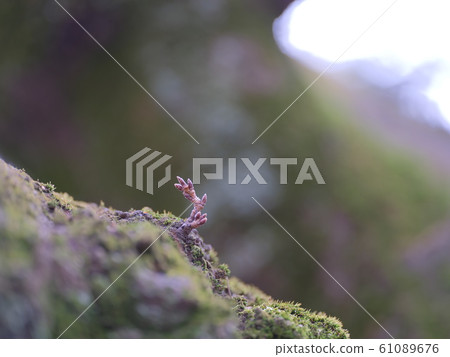 發芽 發芽 61089676