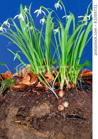 Snowdrops with bulb growing in a Leptosol 61089731